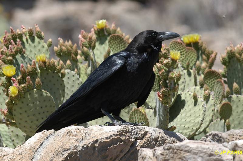 Corvus corax